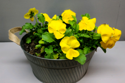 Yellow Pansies in a rustic tin Outdoor plant