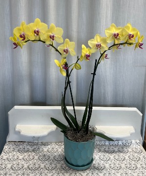Yellow Phalaenopsis Orchid Pot May Vary