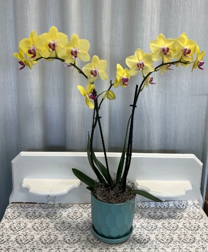 Yellow Phalaenopsis Orchid Pot May Vary