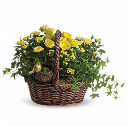 Yellow Plant Basket Plants