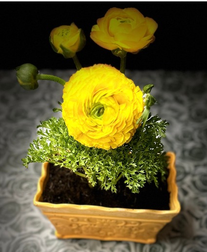 Yellow Ronuncule Plant