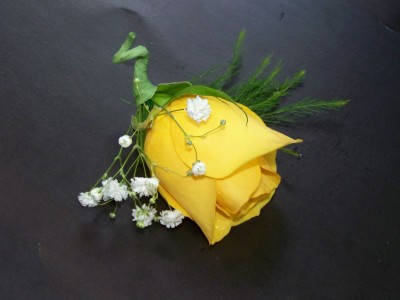 Yellow Rose Boutonnieres 
