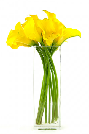 Yellow Siamens Callas one sided