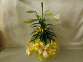 Yellow Smiles Lily Plant