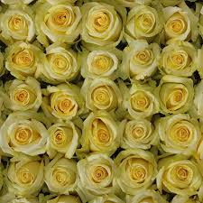 Yellow  Roses Available in 1 Dozen, 2 Dozen and 3 Dozen