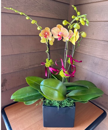 Yellow with Orange-Red Stripes orchid in Cupertino, CA | Melissa Orchid