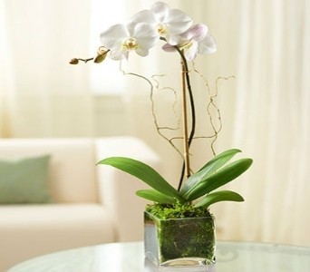 WHITE ORCHID in Fort Lauderdale, FL | ENCHANTMENT FLORIST WHITE ORCHID in Fort Lauderdale, FL | ENCHANTMENT FLORIST