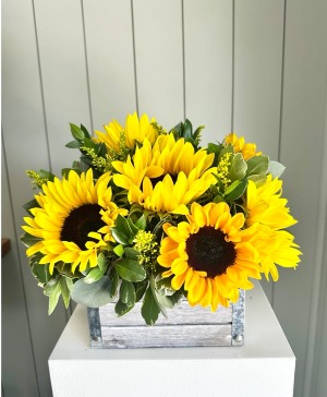 You Are My Sunshine 