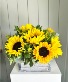 You Are My Sunshine 