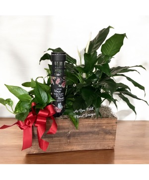 Your Wings Solar light plant combo  Plant