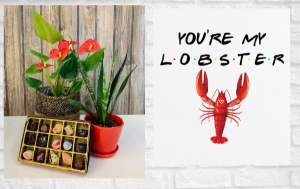 You’re My Lobster Red Anthurium, Plant and Chocolates Bundle in Iowa City, IA | Every Bloomin' Thing You’re My Lobster Red Anthurium, Plant and Chocolates Bundle in Iowa City, IA | Every Bloomin' Thing