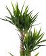 Yucca Cane (10" container) plant