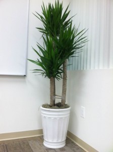 YUCCA CANE-CERAMIC POT