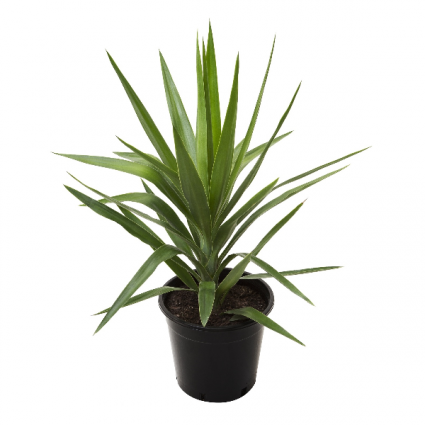 Yucca Plant Potted plant