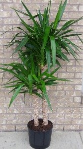 YUCCA  TREE Indoor Plant