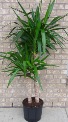 YUCCA  TREE Indoor Plant