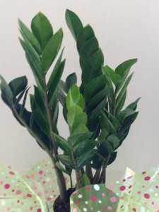 Zamioculas Zamiifolia (ZZ Plant) Large Potted Plant