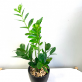Zamioculcas Zamiifolia 'ZZ Plant' ***PICK-UP ONLY***