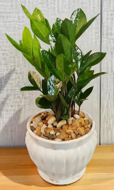 Zamioculcas Zamiifolia ( ZZ PLANT ) 