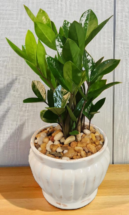 Zamioculcas Zamiifolia ( ZZ PLANT )