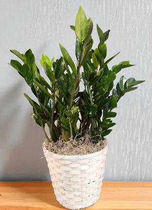 Zamioculcas Zamiifolia ( ZZ PLANT ) 
