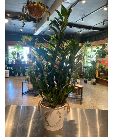 Zanzibar Gem  Indoor Green Plant  in South Milwaukee, WI | PARKWAY FLORAL INC.