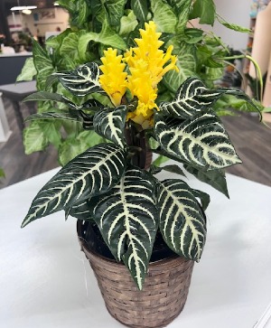 Zebra Plant Plant
