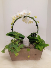 Zen and The Art of Orchids 