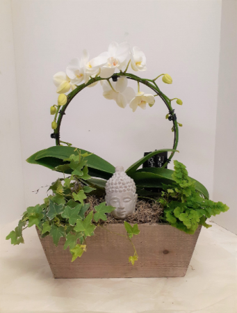 Zen and The Art of Orchids  in Tottenham, ON | TOTTENHAM FLOWERS & GIFTS