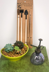 Zen Garden Green Plant Kit