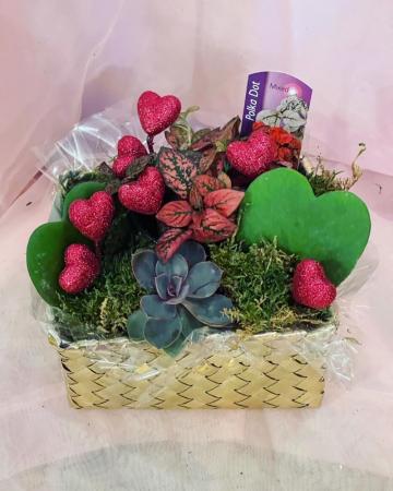This Succ-y Gift Assorted succulents in wood box