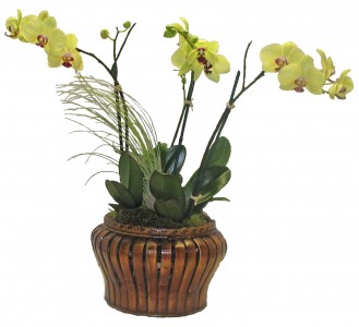 Zen Orchid Dish Garden 3 Orchid Plants in a Basket