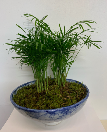 Zen Palm planter