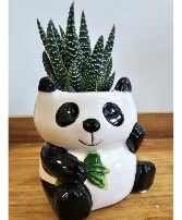 Zen Panda Potted Plant