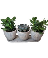 Zen Trio Succulent Plants
