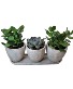 Zen Trio Succulent Plants