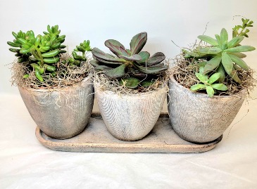 Zen Trio  in Troy, MI | ACCENT FLORIST
