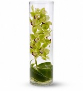 Zensational Orchid 