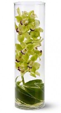 Zensational Flowers Orchid Arrangement