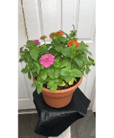 Zinnia Mothers day