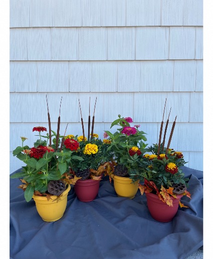 Zinnias and Marigolds, let us pick 