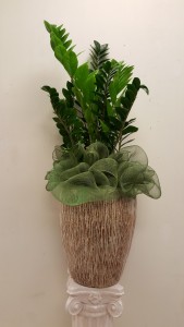 zizi Plants Plants