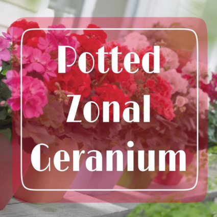 Zonal Geranium Porch Pot