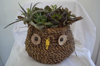 zoo succulent garden owl plant