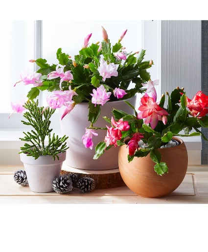 Zygo Christmas Cactus Plant