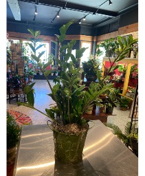ZZ Green Leaf Tin Indoor Plant