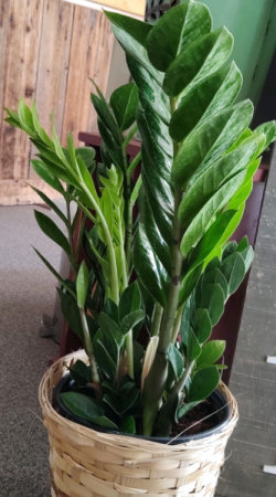ZZ Plant