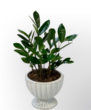 ZZ Plant 