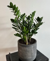 ZZ Plant 