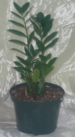 ZZ PLANT Indoor Green Plant